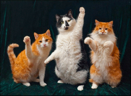 Trzy kocury machają łapkami